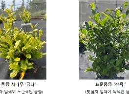 [농촌진흥청]국내 최초 노란 잎 차나무 개발, 맛도 뛰어나 기사 이미지